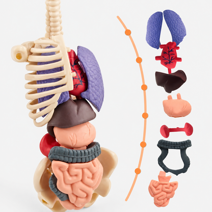 Interactive Human Anatomy Model for Kids