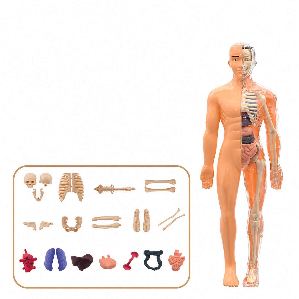 Interactive Human Anatomy Model for Kids