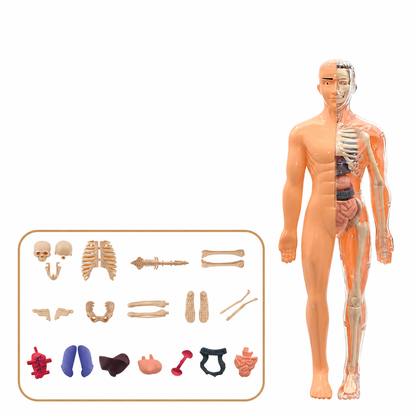 Interactive Human Anatomy Model for Kids