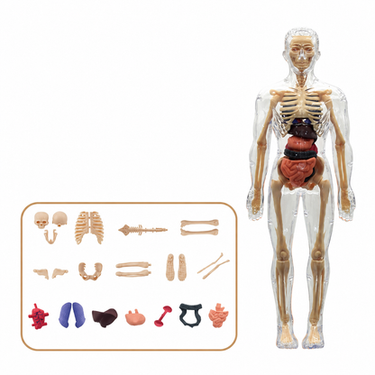 Interactive Human Anatomy Model for Kids